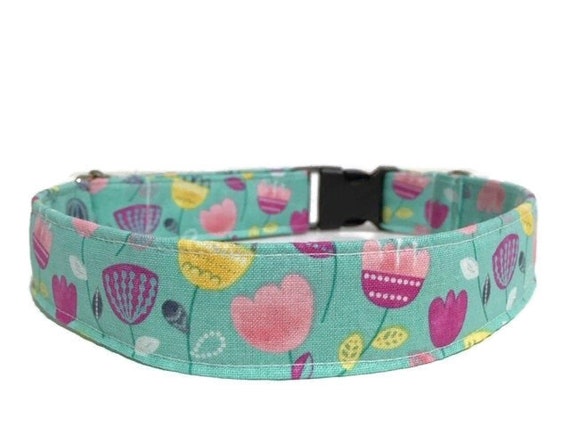 great dane collie mix