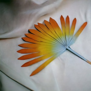 Rainbow Palm Fan Dried Flower Set