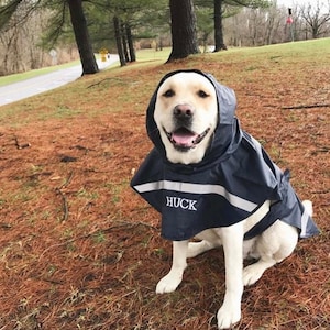 May include: A white Labrador Retriever wearing a blue hooded raincoat with a reflective strip and the name "HUCK" embroidered on the front. The dog is sitting on a bed of brown pine needles.