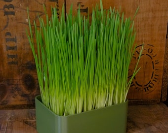 Organic Wheat Grass Grow Kit: 3D Printed Planter