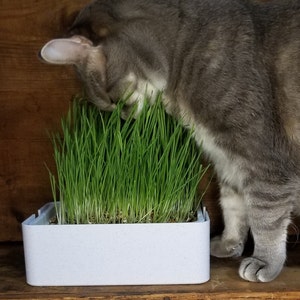 Organic Cat Grass Grow Kit - Easy Grow Wheat Grass with Decorative Planter - Indoor pet health cat nip plant