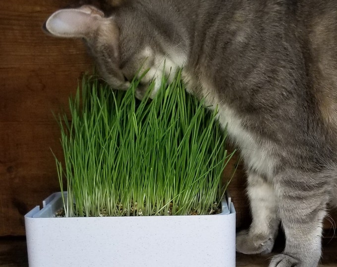 Organic Cat Grass Grow Kit: Wheat Grass with 3D Printed Planter