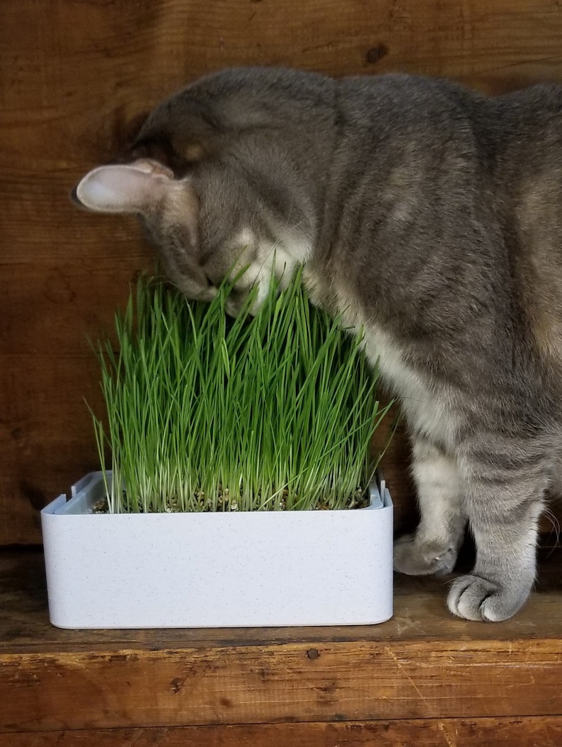May include: A gray tabby cat eating from a white planter filled with green grass. The planter has a textured surface.