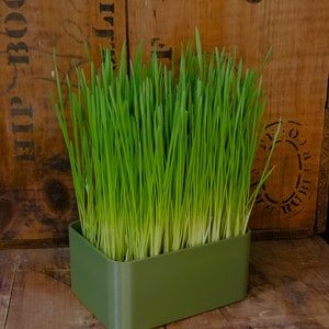 May include: A green plastic planter with a bed of fresh green grass growing inside. The planter is sitting on a wooden surface.