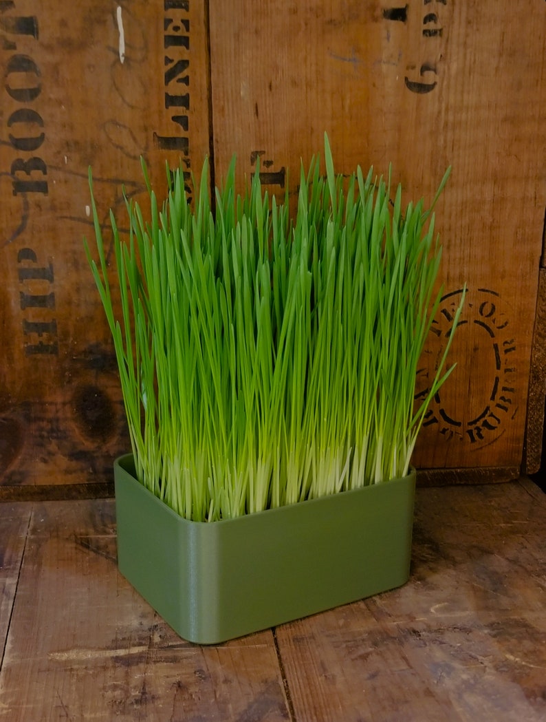 May include: A green plastic planter with a bed of fresh green grass growing inside. The planter is sitting on a wooden surface.