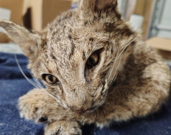 Bobcat, taxidermy, soft mount, semi posable, oddities, curiosity,
