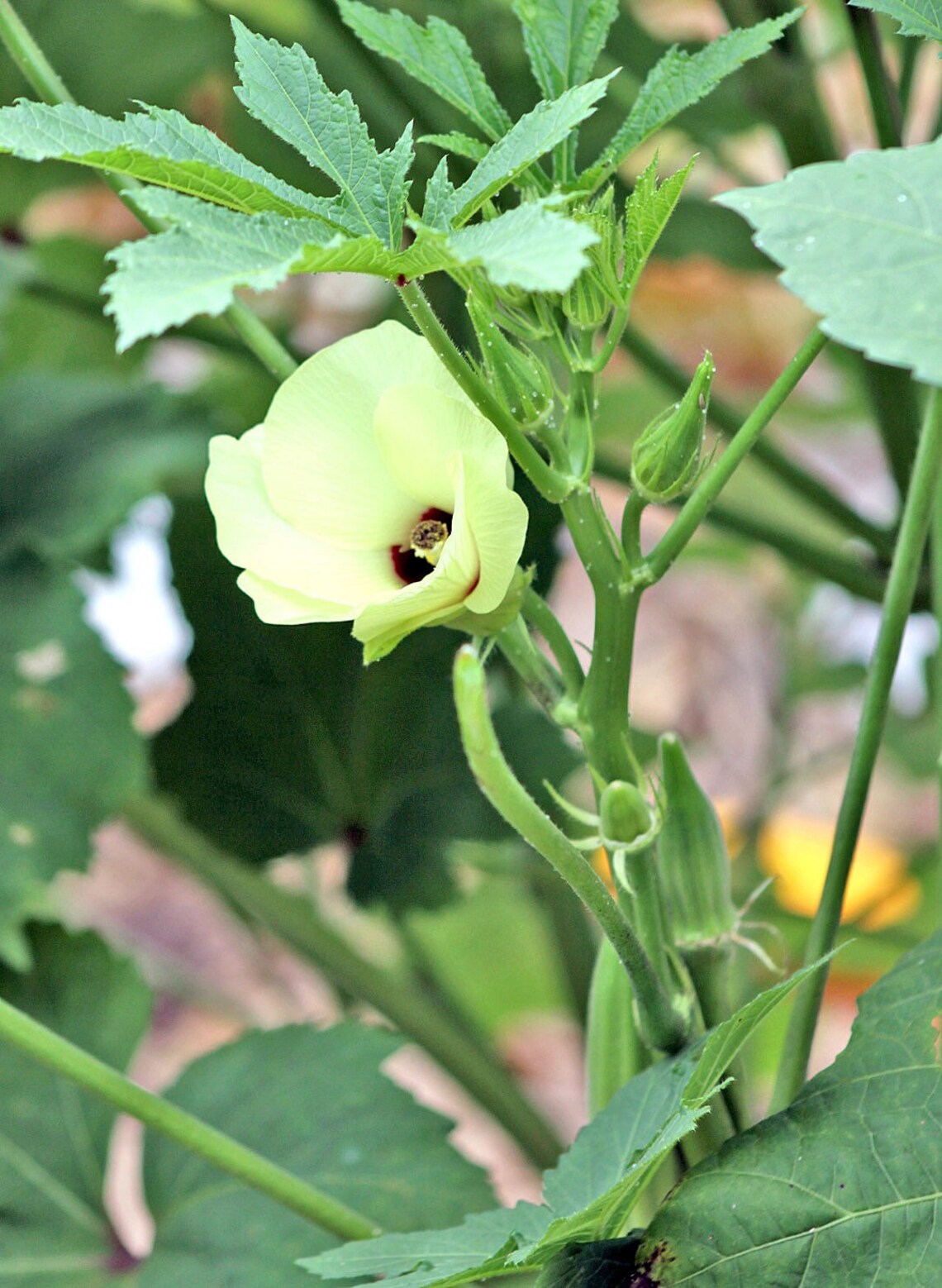 Organic Heavy Hitter Okra Seed Etsy