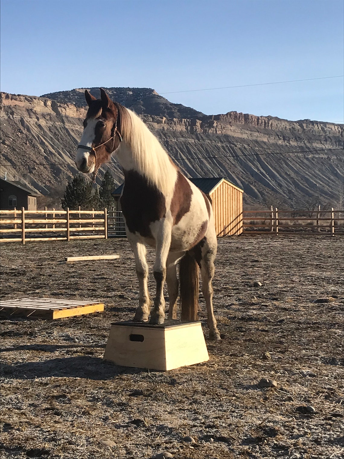 Horse/pony Pedestal 23 X 23 Etsy