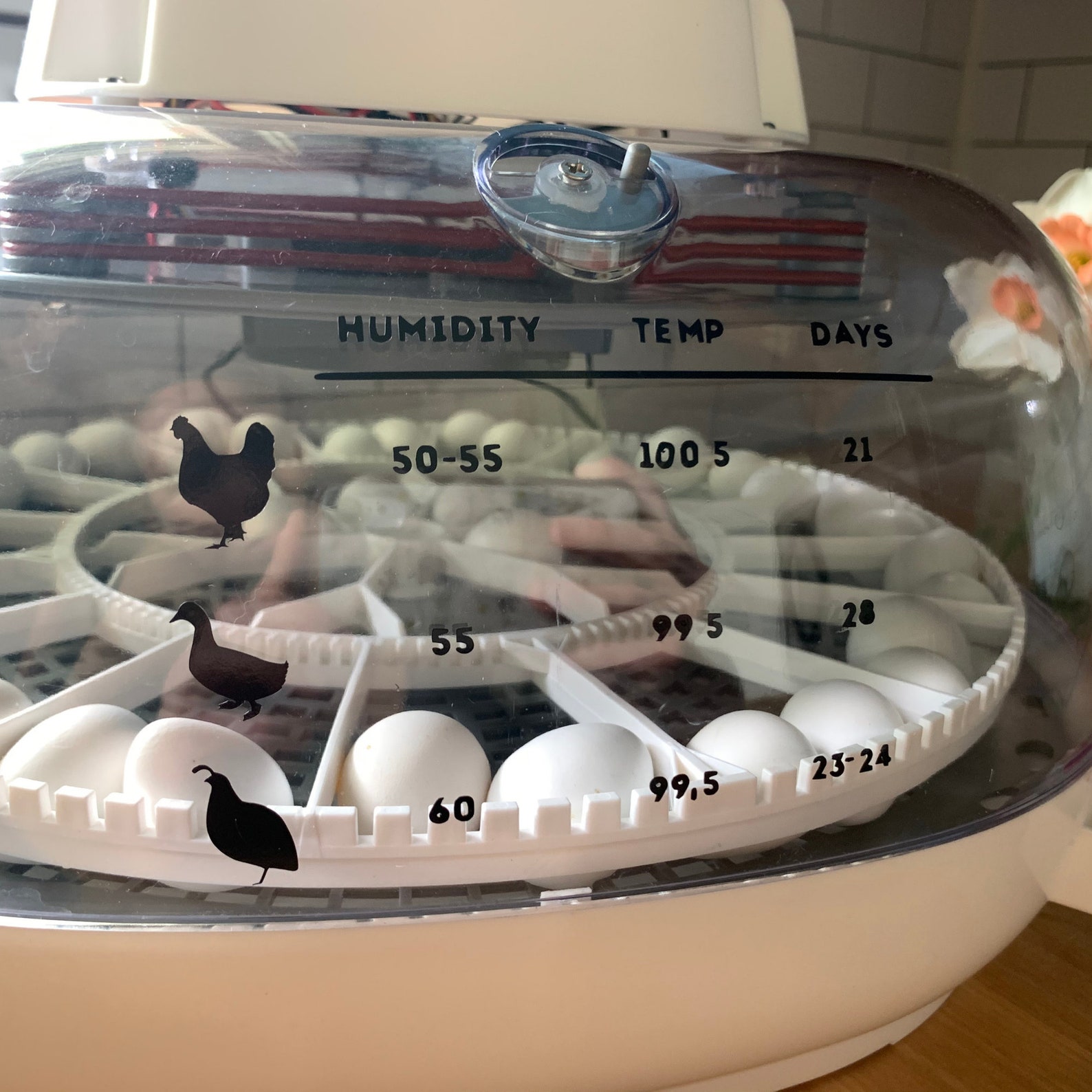 Egg Incubation Chart Decal Quail Eggs Duck Eggs Chicken | Etsy