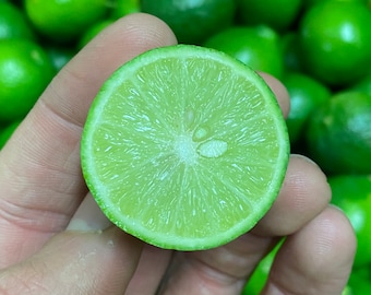 3Lbs Fresh Seeded Key Lime / Non-GMO / Alkaline / The Actual Fruit - Free Shipping