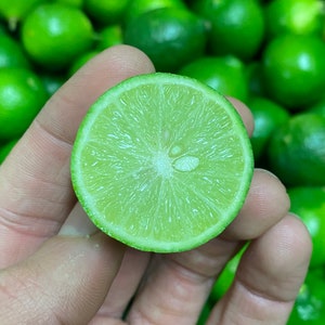 May include: A close-up of a halved lime, showing the inside of the fruit. The lime is green and has a juicy, fleshy texture. The lime is being held in a hand, with a background of many other limes.