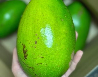 10Lbs Tropical Avocado Box (Giant Avocados / Alkaline / Dr.Sebi / ) Free Shipping!