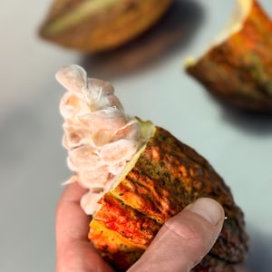 May include: A hand holds a halved cocoa pod, revealing white cocoa beans. The pod's exterior is a mix of orange, yellow, and brown hues. Two other pods are slightly out of focus in the background, suggesting a harvest theme.