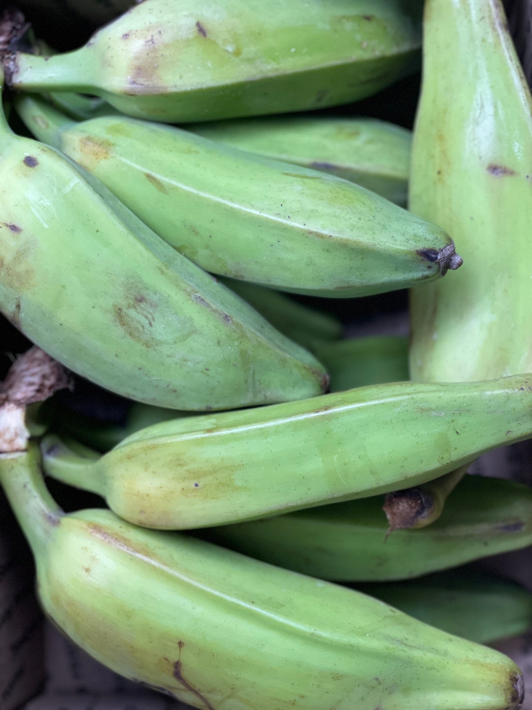 Organic Natural Burro or Thai Bananas (5 Pounds)