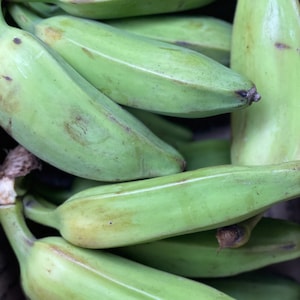 5-6Lbs Fresh SEEDED Burro Bananas N0N-GMO ( Dr.Sebi / ALKALINE ) Free Shipping!