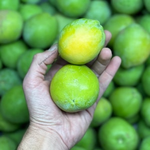 3.5-4Lbs Fresh California Organic White Sapote (Actual Fruit ) FREE SHIPPING!