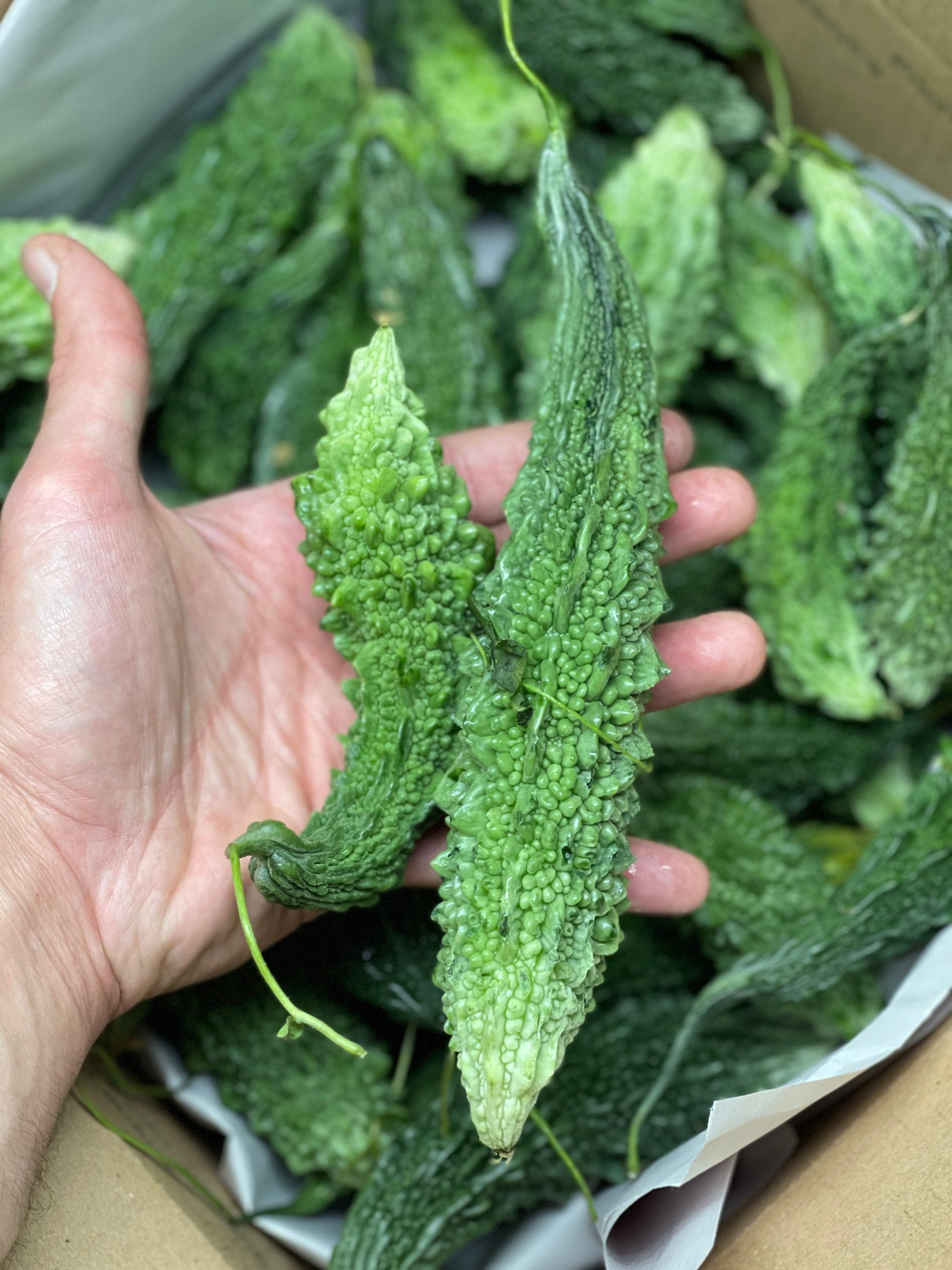 6-7lbs of Fresh Bitter Melon ( Momordica Charantia ) Overnight