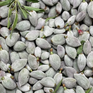 1-1.5Lb Fresh California Grown Green Almonds (Fresh Raw Almond) Free Shipping