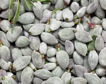 3-3.5Lbs Fresh California Grown Green Almonds (Fresh Raw Almond) Free Shipping