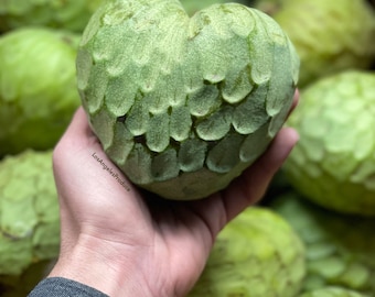 5.5-6Lbs Fresh California Grown Cherimoya(All Natural- Non Spray) - FREE SHIPPING!