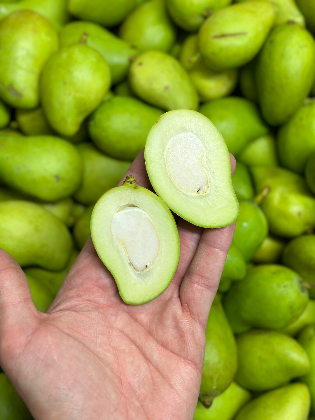 5 5 5lbs Baby Sour Mango Actual Fruit OVERNIGHT SHIPPING Etsy 5 5 5lbs Baby Sour Mango Actual Fruit OVERNIGHT SHIPPING Etsy