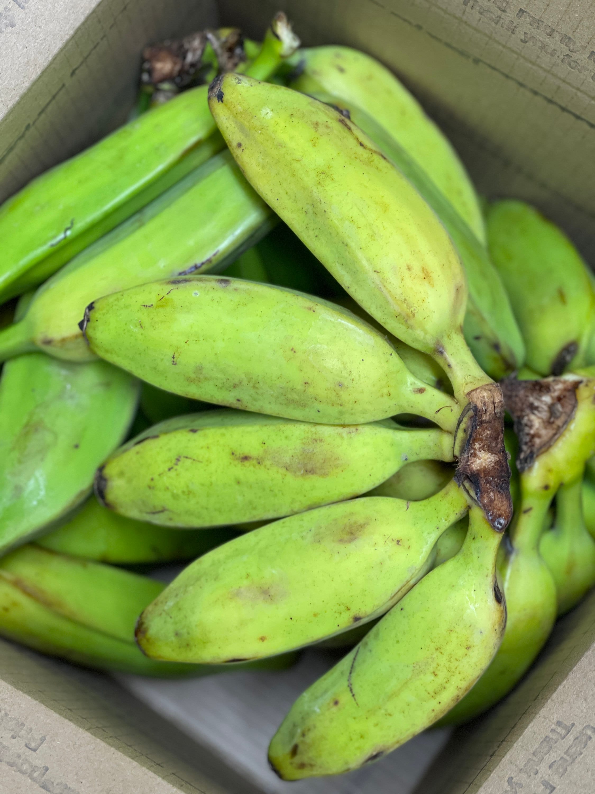 Burro Banana Alkaline Platano Plantain Tropical Fruit Exotic Fruit Fresh  Fruit Organic Fruit Sebi Approved -  Norway