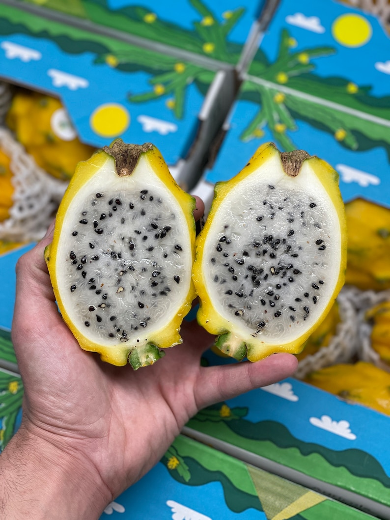 56lbs Yellow Dragon Fruit alkaline Actual Fruit FREE Etsy