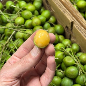 5-5.5Lbs Mamones/ Actual Fruit!!! (Spanish lime, genip, guinep, quenepa, quenepe,mamón, limoncillo, mamoncillo) Free OVERNIGHT Shipping