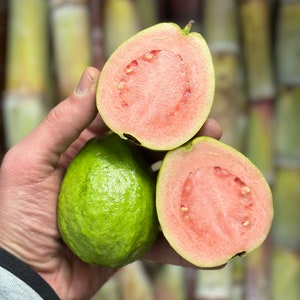 3.5-4Lb Pink Guava (FRESH EXoTIC FRUIT)- Overnight Shipping!