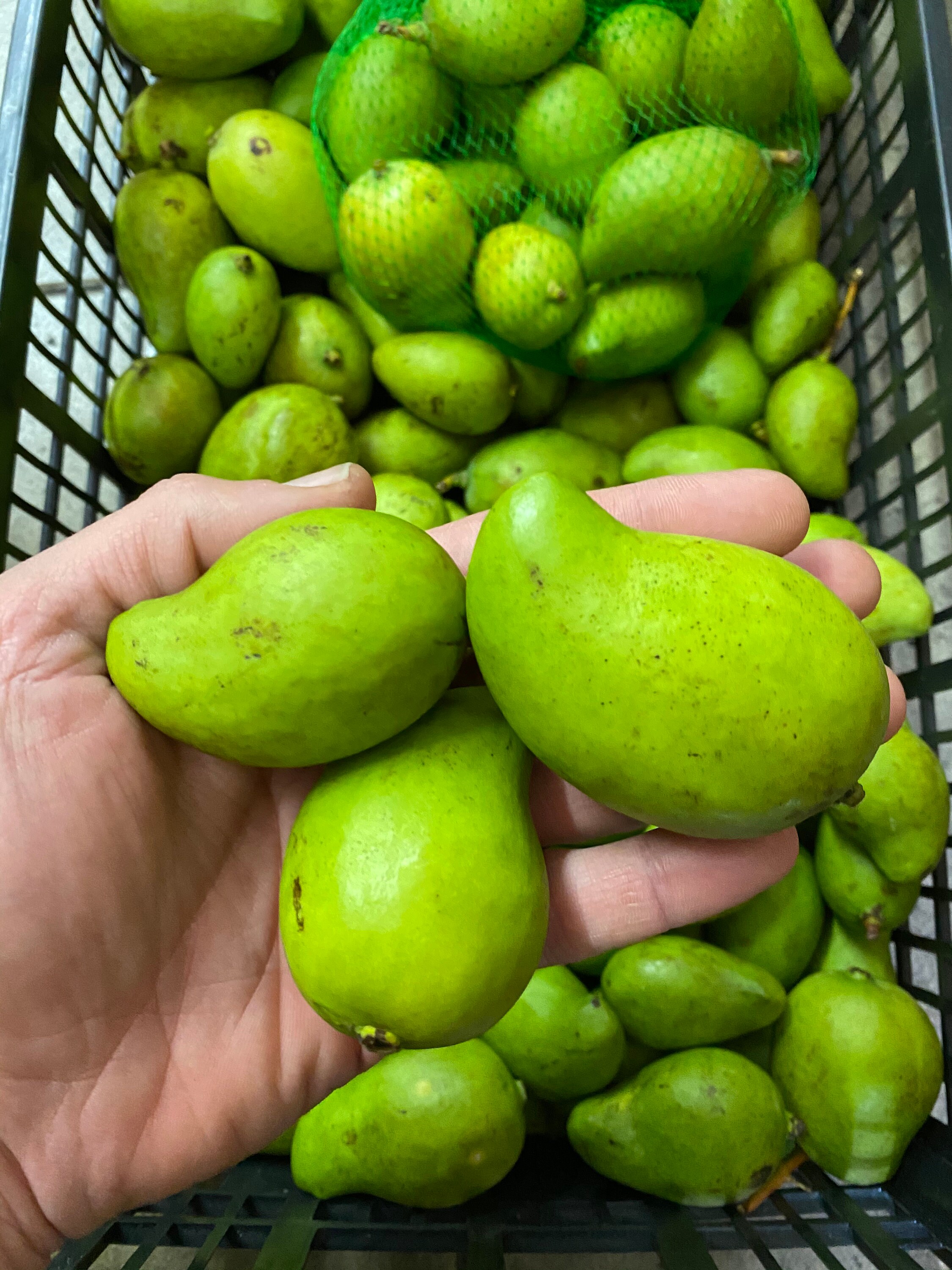 5Lb Baby Sour Mango Mango Tierno Actual Fruit FAST Etsy