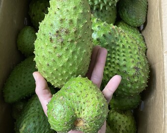 5.5-6 Lbs Soursop *ACTUAL FRUIT* (Guanabana , Graviola) - Overnight Shipping*!