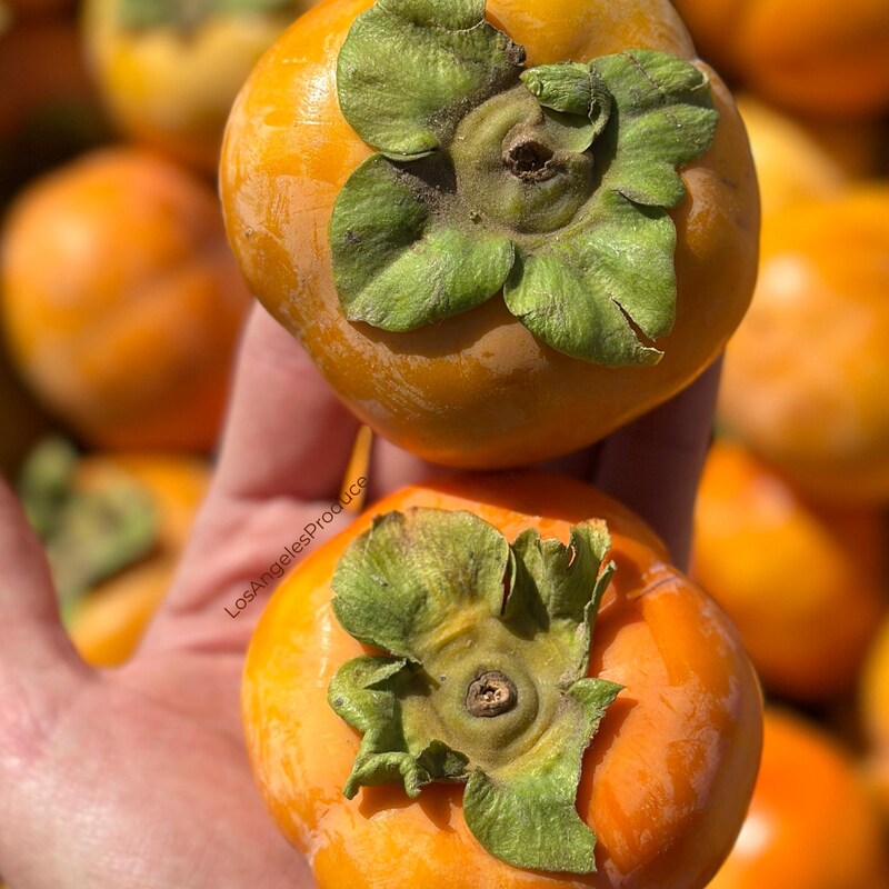 Grape Tree Seed - Etsy