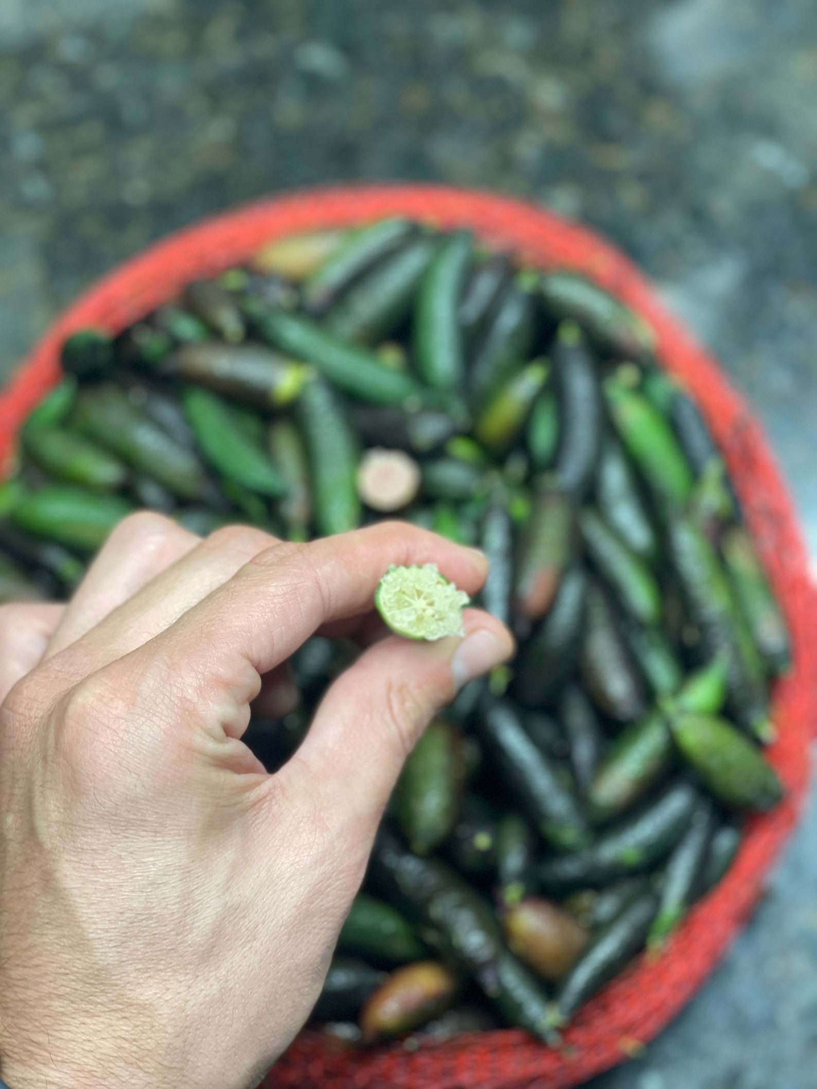 1lb4060pcs FRESH Caviar Limes finger Limes RARE FRUIT Etsy