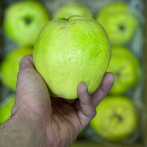 9-9.5Lbs Fresh Quince Fruit ! (All Natural / NON SPRAY) Free Shipping