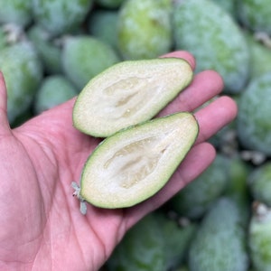May include: Close-up of two halves of a green feijoa fruit, showing the light green flesh and small black seeds. The fruit is held in a hand against a background of many other feijoas.