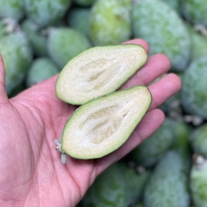 5-6Lbs Fresh Feijoa/Pineapple Guava (ALL NATURAL / NoN SPRAY) Free Shipping!