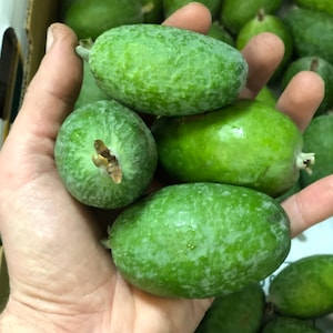 May include: A hand holding a group of green feijoa fruit. The fruit is oval shaped and has a bumpy texture.
