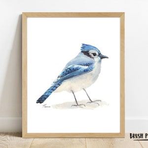 May include: Watercolor painting of a blue jay bird with a white chest and blue wings. The bird is perched on a branch with its head turned to the side.