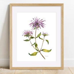 Wild Bergamot Flowers, Bee Balm Flowers, Instant Download of Wildflower, Watercolor Wildflowers Fine Art Print
