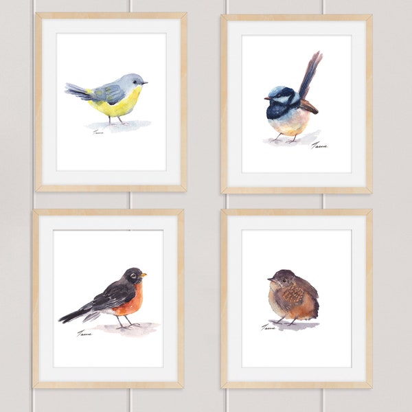 Set of Four Bird Prints, 8 x 10" prints mailed to you, Set of songbird prints, Robin, Wren, Blue Fairywren