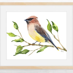 Cedar Waxwing Bird Print, Watercolor Yellow Bird, Fine Art Print, Downloadable Wall Art,   Instant Download