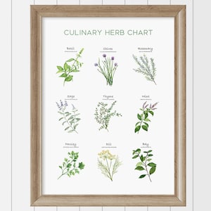 Grote culinaire kruidengrafiek, botanische kruidenillustratie, botanische illustraties van kruiden, keukenkunst, afdrukbare kunst, downloadbare print