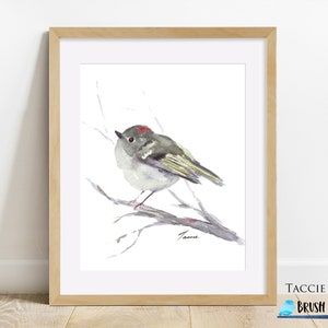 Op de afbeelding: Waterverf schilderij van een kleine, grijze en groene vogel die op een tak zit. De vogel heeft een rode kroon en is geschilderd in een realistische stijl.