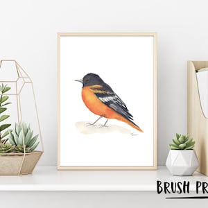 Baltimore Oriole, Watercolor Bird, Black and Orange, Baltimore Oriole Bird Print, Downloadable Wall Art, Gift for her,  Instant Download