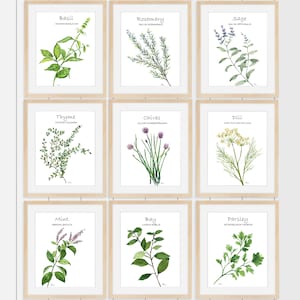 Juego de nueve impresiones de hierbas de cocina, ilustración botánica de hierbas culinarias, arte de cocina, arte imprimible, impresiones descargables