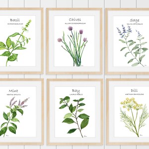 Set von sechs Küchenkräutern, botanische Kräuterillustration, Küchenkunst, druckbare Kunst, herunterladbarer Druck, Set von grünen Drucken