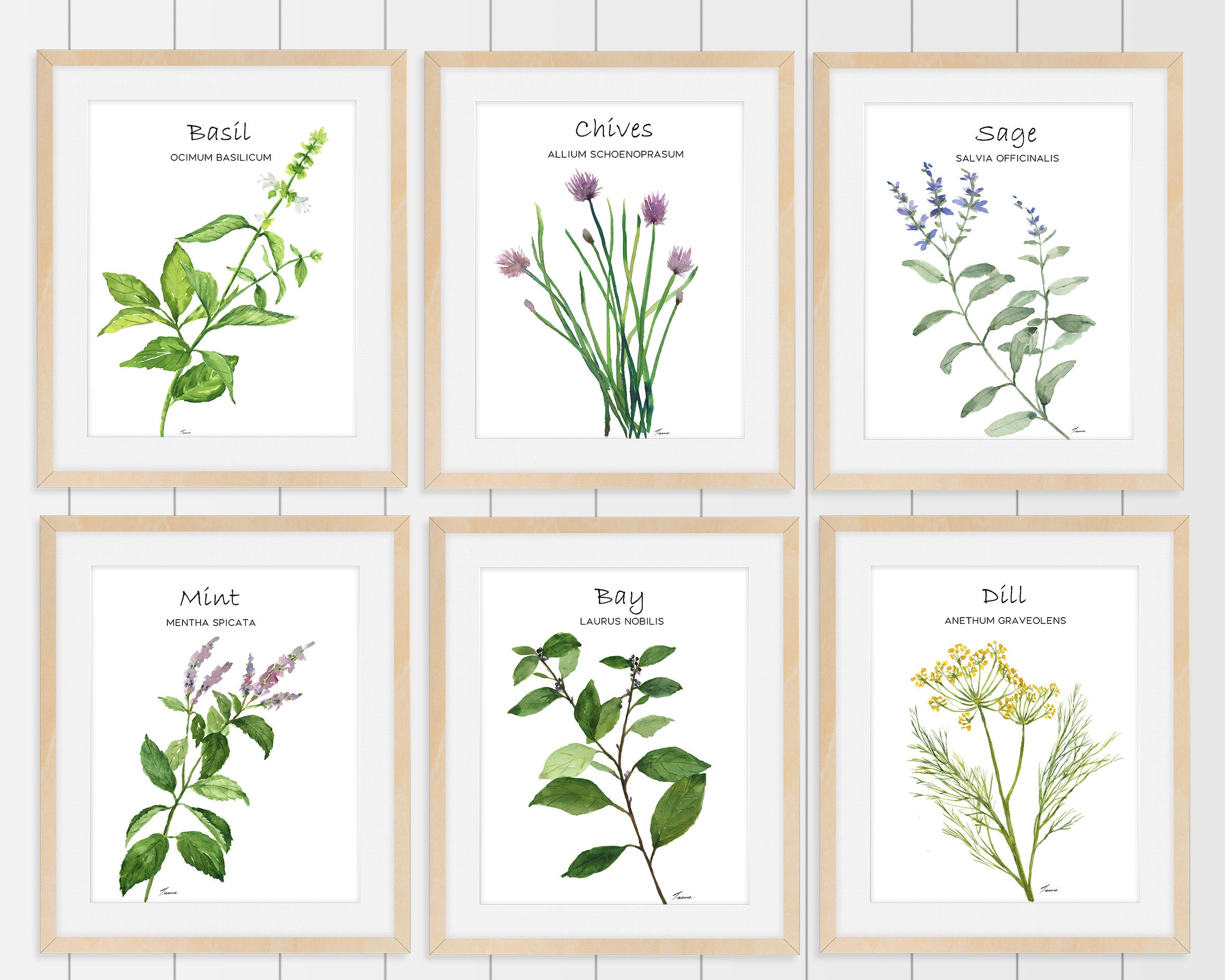 Set of Six Prints of Kitchen Herbs, Botanical Herbal Illustration ...
