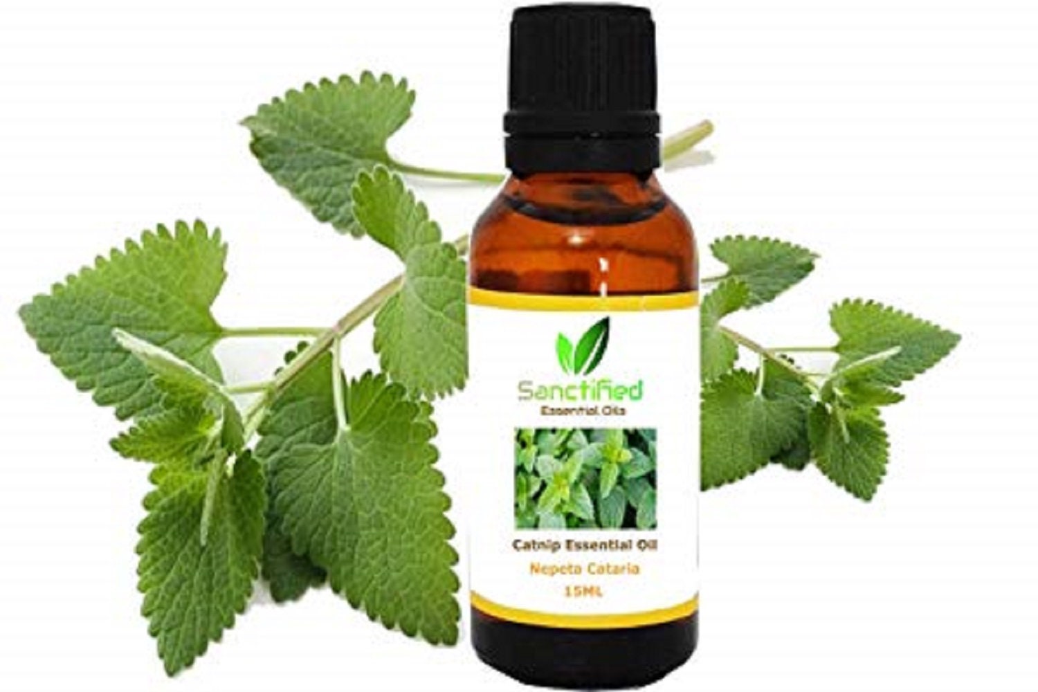 Catnip Essential Oil Natural & Undiluted Essential Oil 15ML Etsy