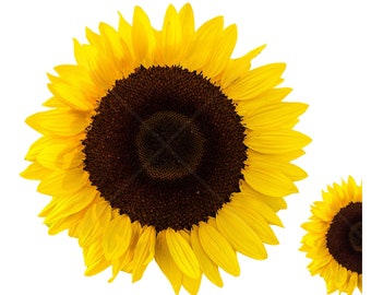 Free Free 345 Half Sunflower Half Weed Svg SVG PNG EPS DXF File