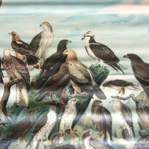 Kleinschmidt & de Maes; Vieweg Sohn. Ornithological school poster - Raubvogel Mitteleuropas carte école oiseaux
